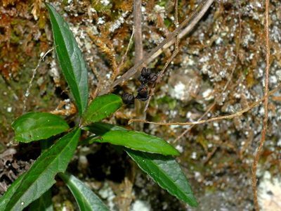 Veronicastrum formosanum, photographed by Jacy Chen