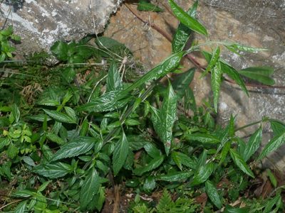 Veronicastrum formosanum, photographed by Jacy Chen