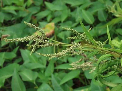 Persicaria barbata, photographed by chiuluan