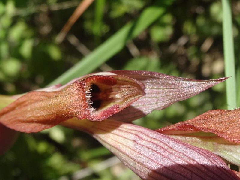 Serapias vomeracea, photographed by Ben Costamagna