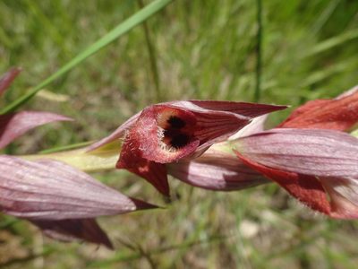 Serapias vomeracea, photographed by Ben Costamagna