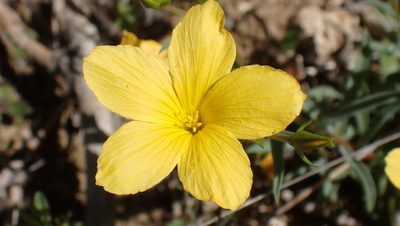 Linum campanulatum, photographed by Julien Tchilinguirian