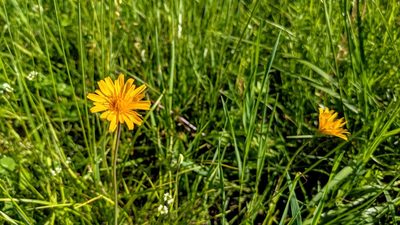 Krigia dandelion, photographed by john_hall