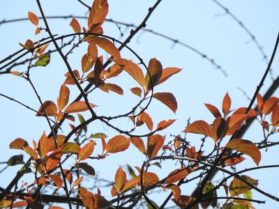Actinidia rufa, photographed by Jacy Chen