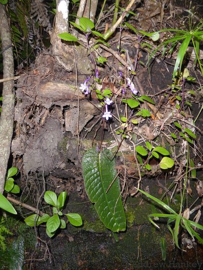 Streptocarpus porphyrostachys, photographed by Andrew Hankey