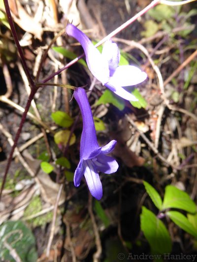 Streptocarpus porphyrostachys, photographed by Andrew Hankey