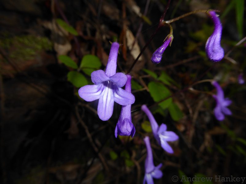 Streptocarpus porphyrostachys, photographed by Andrew Hankey