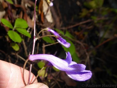 Streptocarpus porphyrostachys, photographed by Andrew Hankey