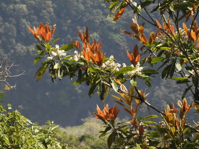 Eriobotrya deflexa, photographed by Jacy Chen