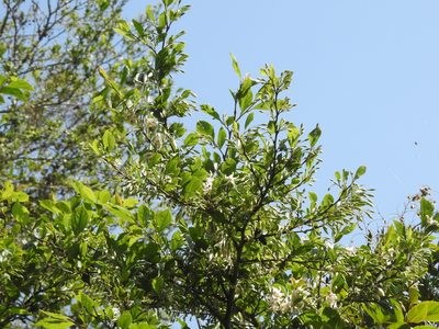 Styrax formosanus, photographed by Jacy Chen