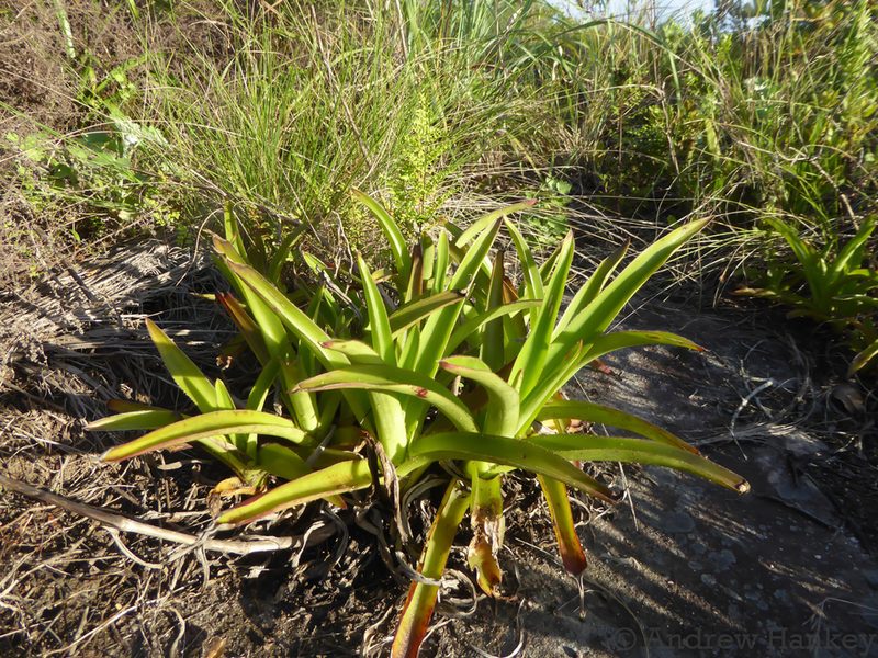 Cyanotis robusta, photographed by Andrew Hankey
