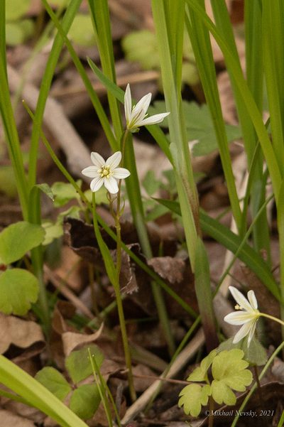 Gagea triflora, photographed by Mikhail Nevsky