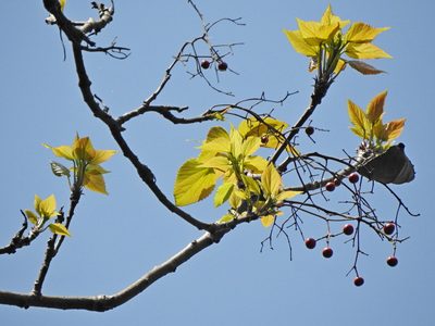 Idesia polycarpa, photographed by Jacy Chen