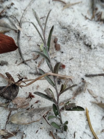 Stylisma abdita, photographed by Scott Ward