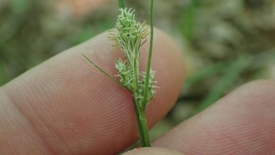Carex hirsutella, photographed by John Abrams