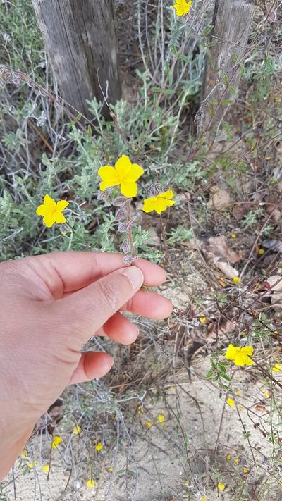 Helianthemum hirtum, photographed by anasacuta