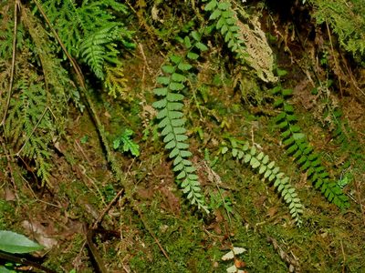 Osmolindsaea odorata, photographed by Jacy Chen