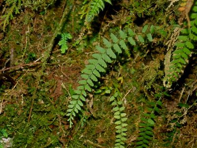 Osmolindsaea odorata, photographed by Jacy Chen