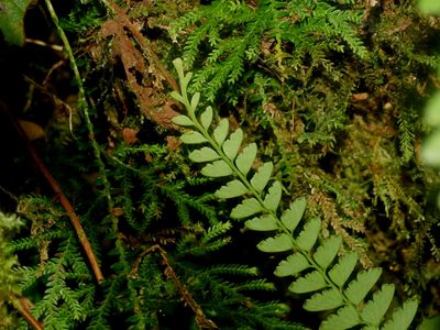 Osmolindsaea odorata, photographed by Jacy Chen