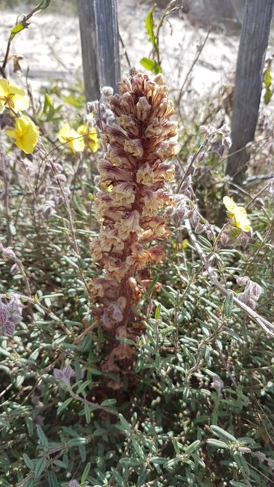 Orobanche litorea, photographed by anasacuta