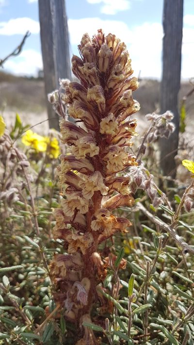 Orobanche litorea, photographed by anasacuta