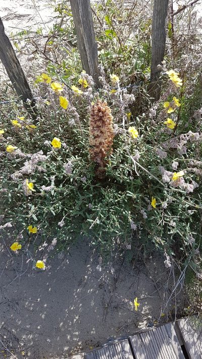Orobanche litorea, photographed by anasacuta