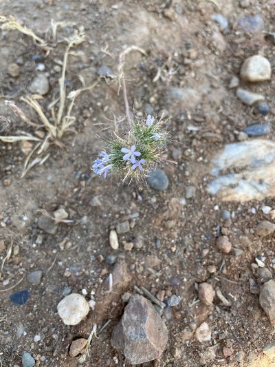 Navarretia tagetina, photographed by Leah Gardner