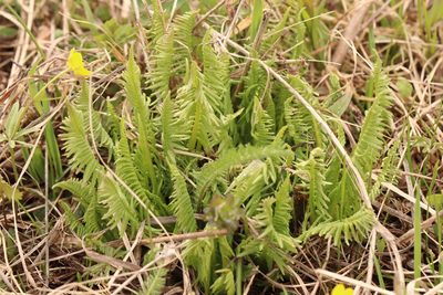 Pedicularis incarnata, photographed by Nina Filippova