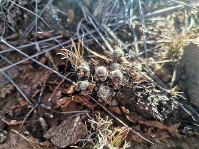 Anacampseros filamentosa, photographed by Ricus Nel