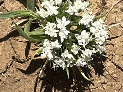 Navarretia leucocephala, photographed by Leah Gardner