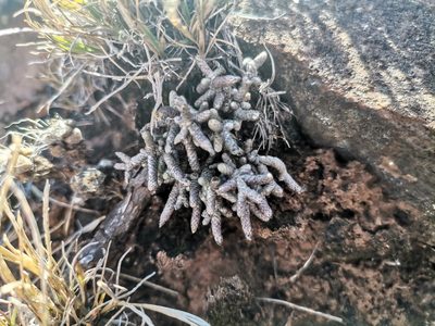 Anacampseros ustulata, photographed by Ricus Nel