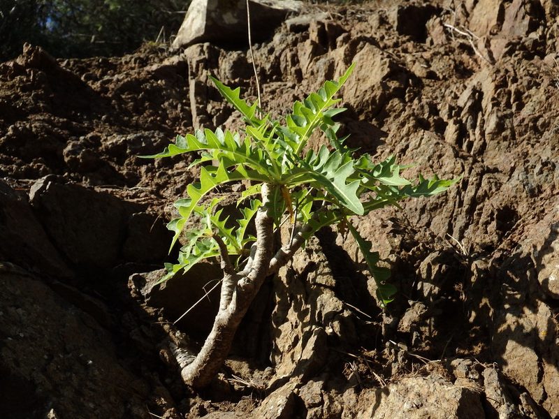 Sonchus parathalassius, photographed by Duarte Frade