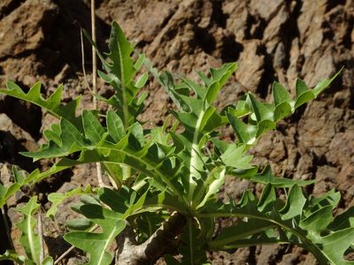 Sonchus parathalassius, photographed by Duarte Frade