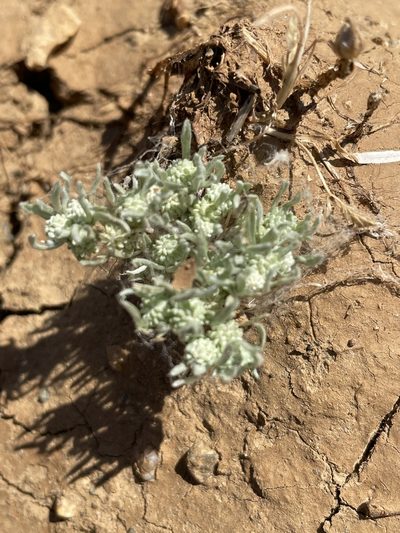 Psilocarphus oregonus, photographed by Leah Gardner