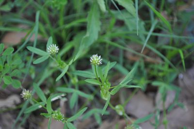 Trifolium strictum, photographed by Josep Gesti