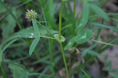 Trifolium strictum, photographed by Josep Gesti
