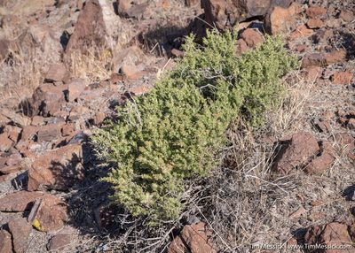 Sarcobatus baileyi, photographed by Tim Messick