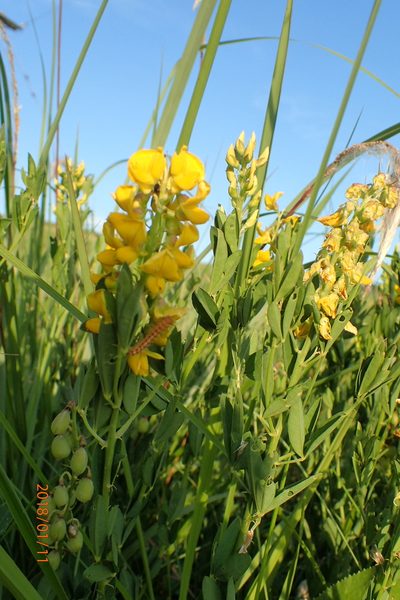 Crotalaria globifera, photographed by Peter Warren