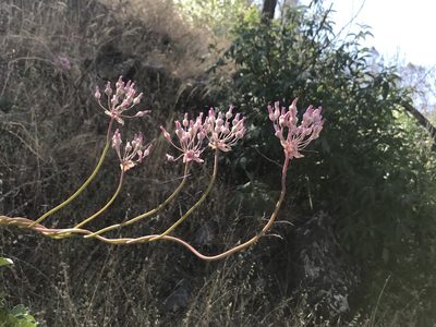 Dichelostemma volubile, photographed by Bruce Homer-Smith