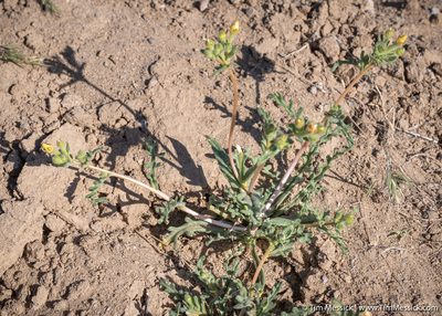 Mentzelia albicaulis, photographed by Tim Messick