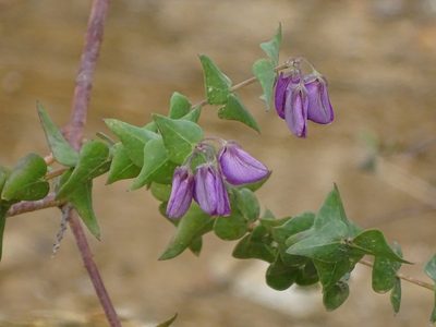 Polygala fruticosa, photographed by Shaun Swanepoel