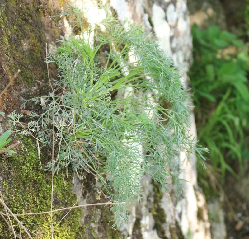 Seseli petraeum, photographed by Юрий Данилевский (Yuriy Danilevsky)