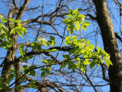Staphylea colchica, photographed by Юрий Данилевский (Yuriy Danilevsky)