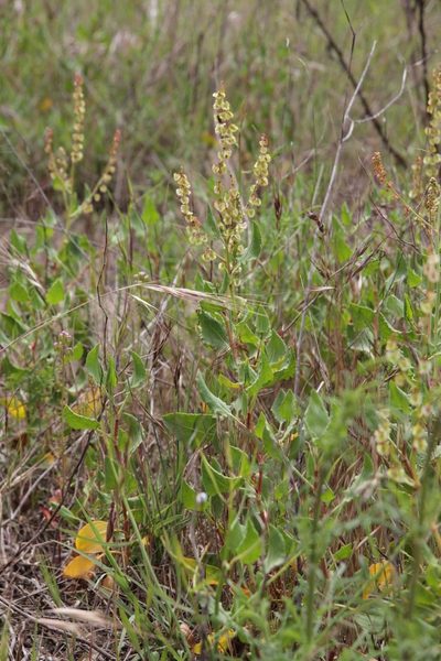 Rumex roseus, photographed by Olivier Argagnon