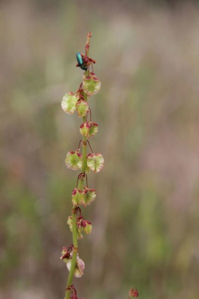 Rumex roseus, photographed by Olivier Argagnon