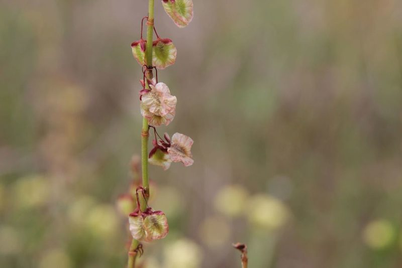 Rumex roseus, photographed by Olivier Argagnon