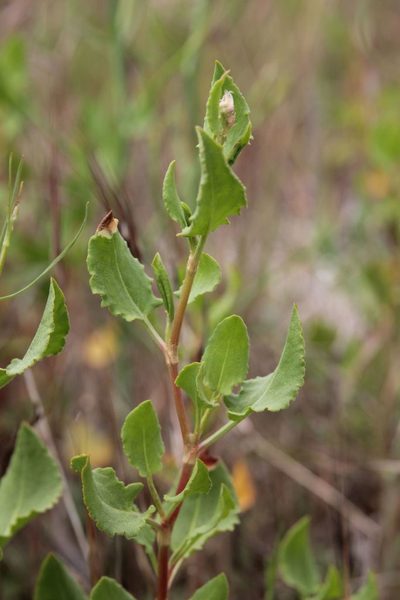 Rumex roseus, photographed by Olivier Argagnon
