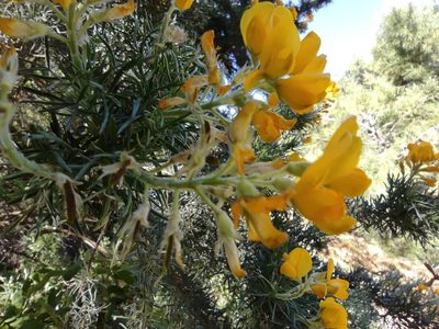 Adenocarpus decorticans, photographed by Santiago Martín-Bravo