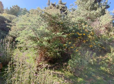 Adenocarpus decorticans, photographed by Santiago Martín-Bravo