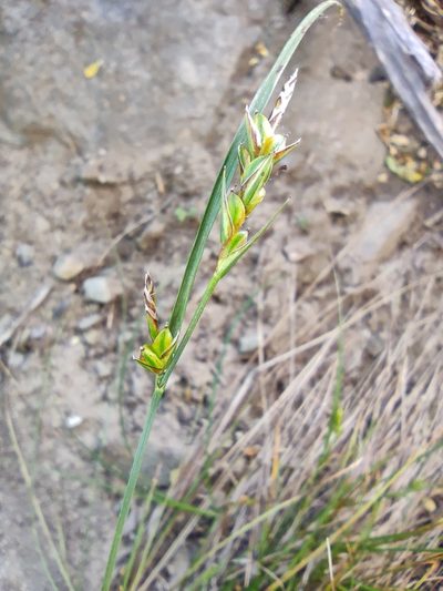 Carex distachya, photographed by Santiago Martín-Bravo